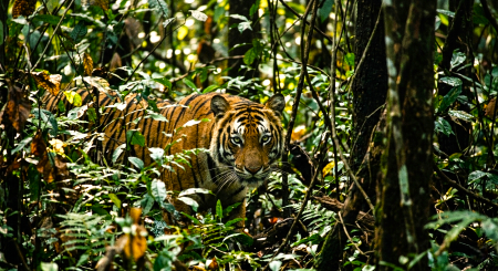Tiger Behaviour Stage 1